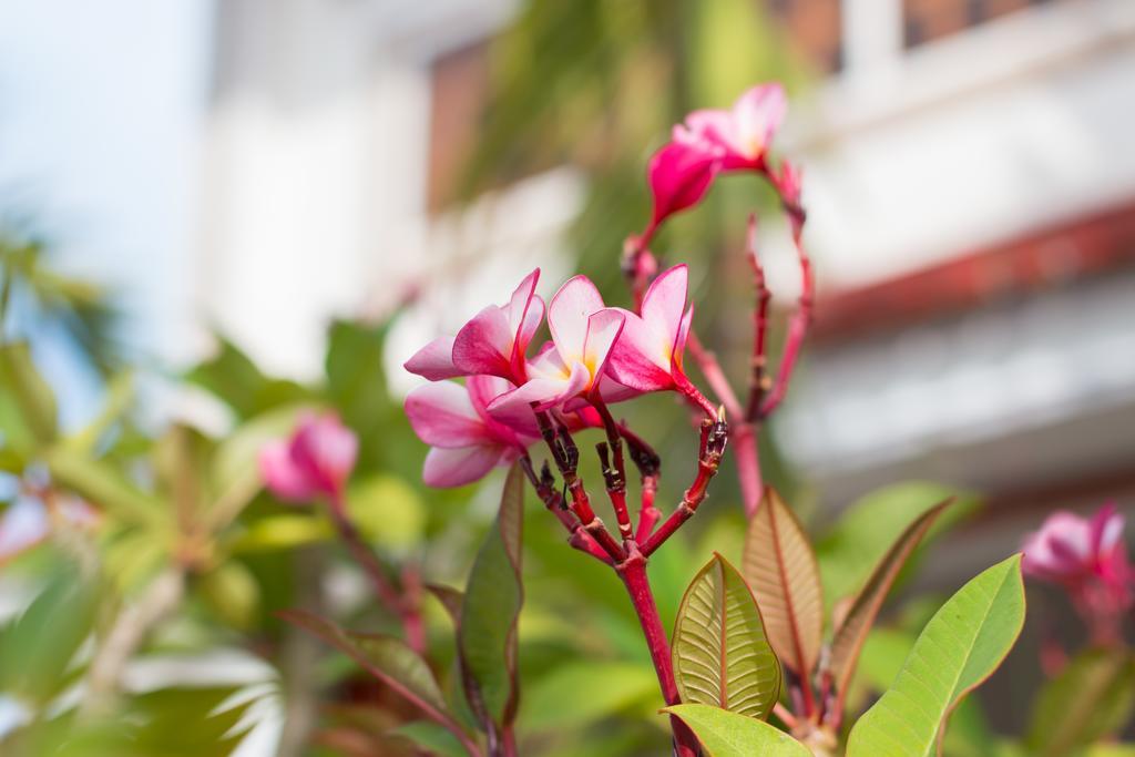 Overflow Guesthouse Siem Reap Bagian luar foto